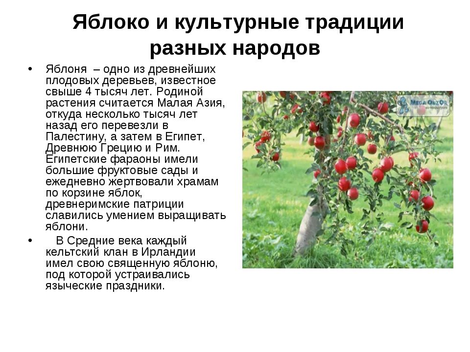 Доклад про яблоню. Культурное растение яблоня. Сообщение на тему яблоко. Сообщение о яблоне 3 класс. Яблоня относится к растениям