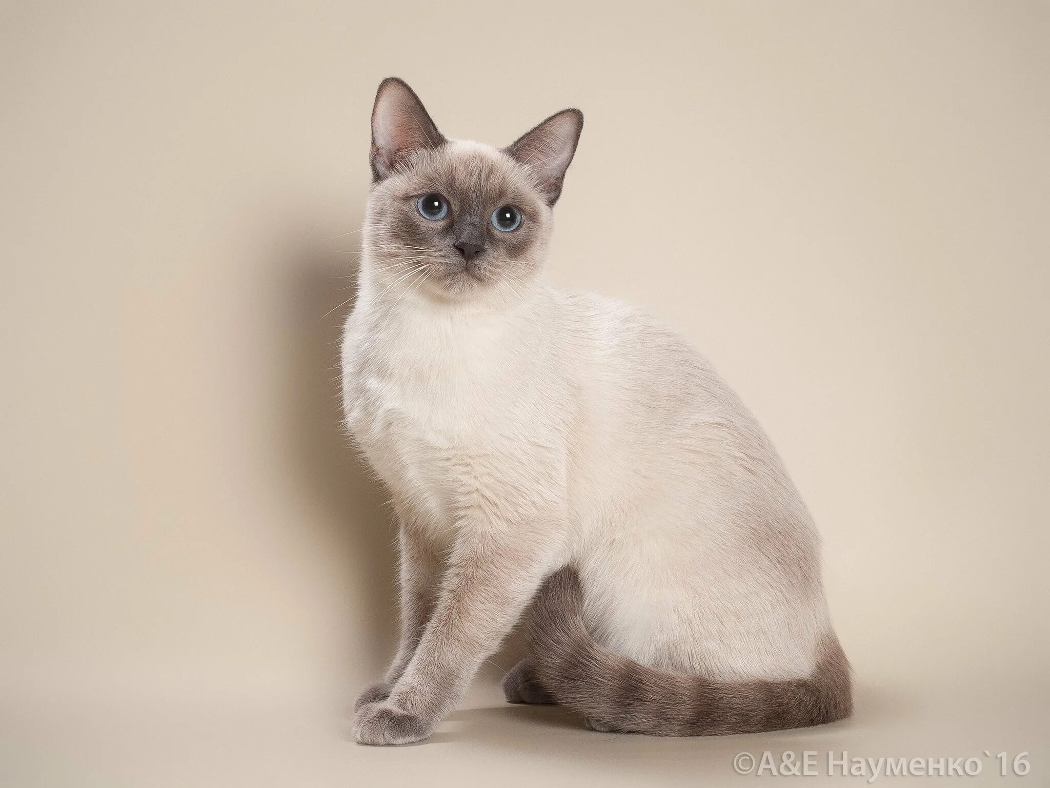 Тайская кошка старотипная. Тайская кошка фавн Пойнт. Сиамская кошка Блю-Пойнт. Сиамская кошка сил-Пойнт.