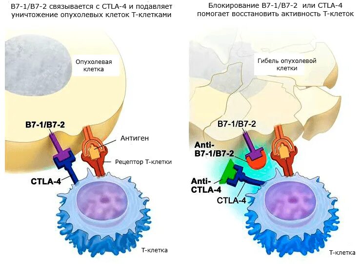 CTLA-4 препараты. Анти CTLA 4 препараты. Механизмы действия блокаторов CTLA-4. Ингибиторы иммунных контрольных точек. Ингибиторы рака
