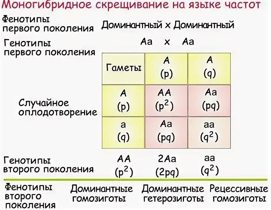 Генотип бывает. Моногибридное скрещивание фенотип. Генотип фенотип и биотип взаимосвязь. Моногибридное скрещивание гетерозигот фенотипы. Моногибридное скрещивание 1:1:1:1.