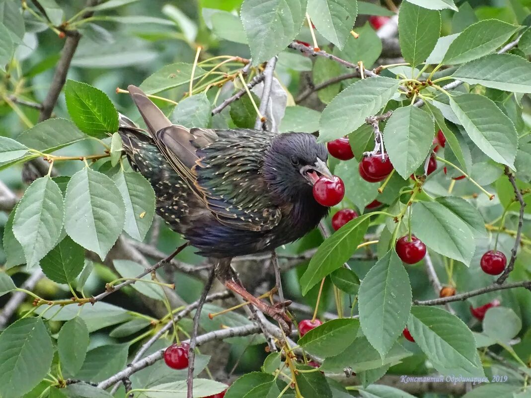 птицы поедают ягоды. дрозд малинник. дрозд с боярышником. какая птица клевала. дрозд рябинник жимолость.