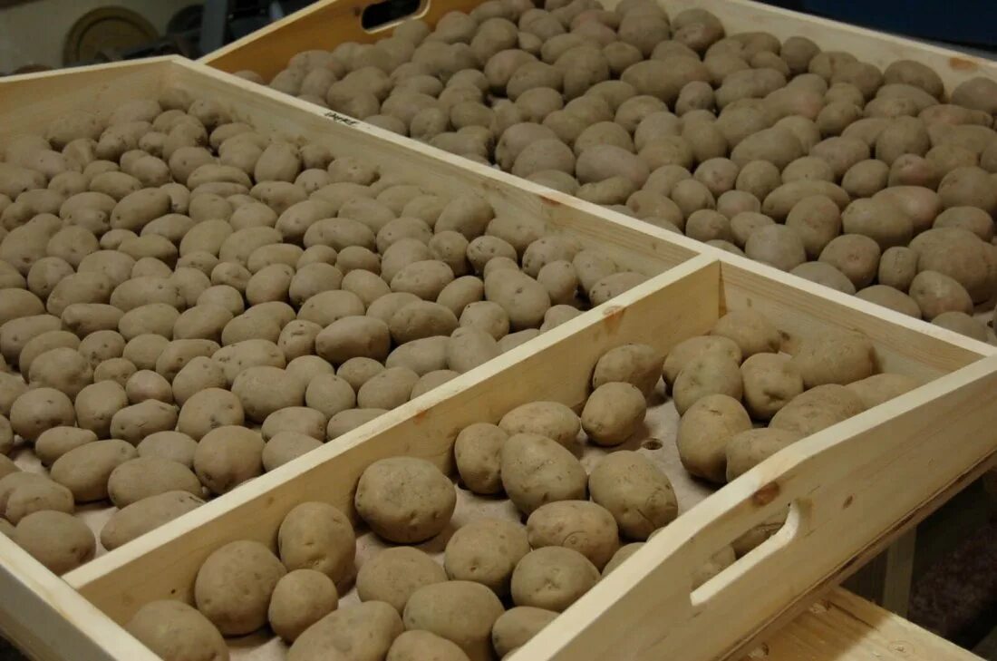 Подготовка картофеля к посадке весной в домашних. Ящик для хранения картошки. Хранение картофеля. Ящик для картофеля в погреб. Семенной картофель в ящике.