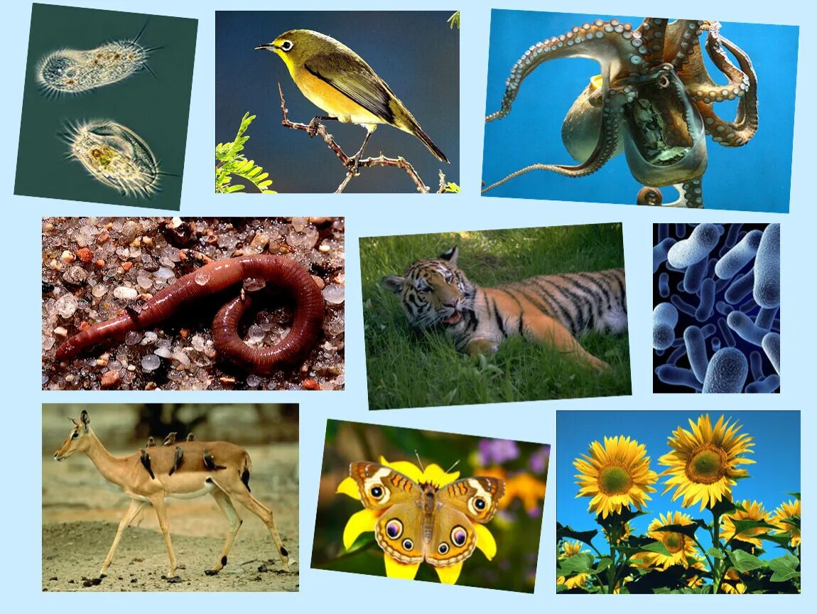 Живые организмы. Живые существа. Многообразие животных.