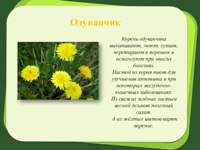 Корень одуванчика для человека. Одуванчик лекарственное растение. одуванчик лекарственный корень. одуванчик описание. одуванчик лекарственное растение доклад.