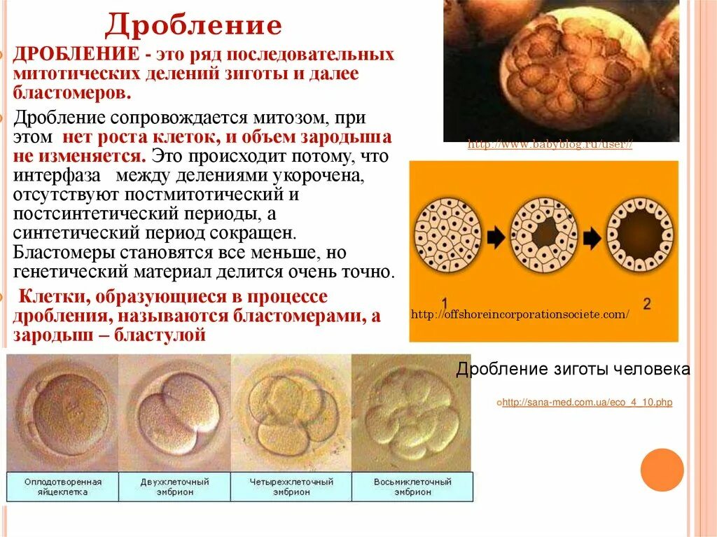 Стадии деления зиготы. Описание стадий дробления. описать процесс дробления зиготы. дробление это митотическое деление зиготы. процесс дробления зиготы описание происходящих процессов.