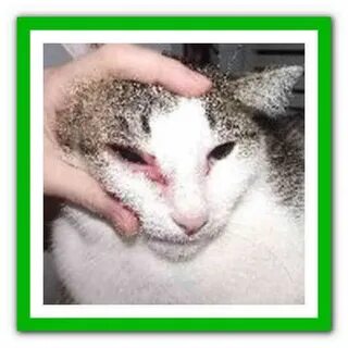 Аллергия на кота глаза