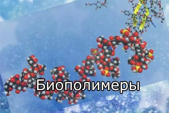Молекулы биополимеров. Биополимеры это в химии. Молекула ДНК биополимер мономерами которого служат. Животные биополимеры