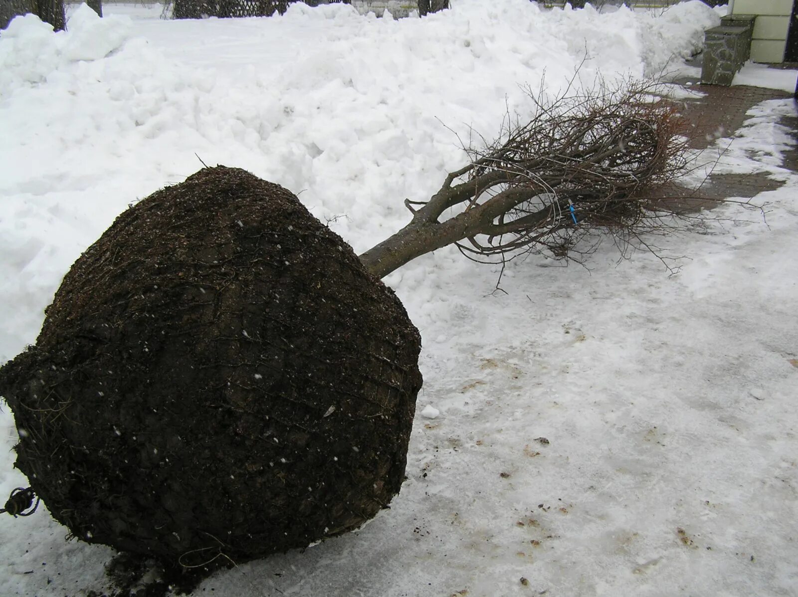 пересаживание растений. ирис сибирский посадка весной. выкопка деревьев с комом. зигокактус шлюмбергера земля. черенки метельчатой гортензии.