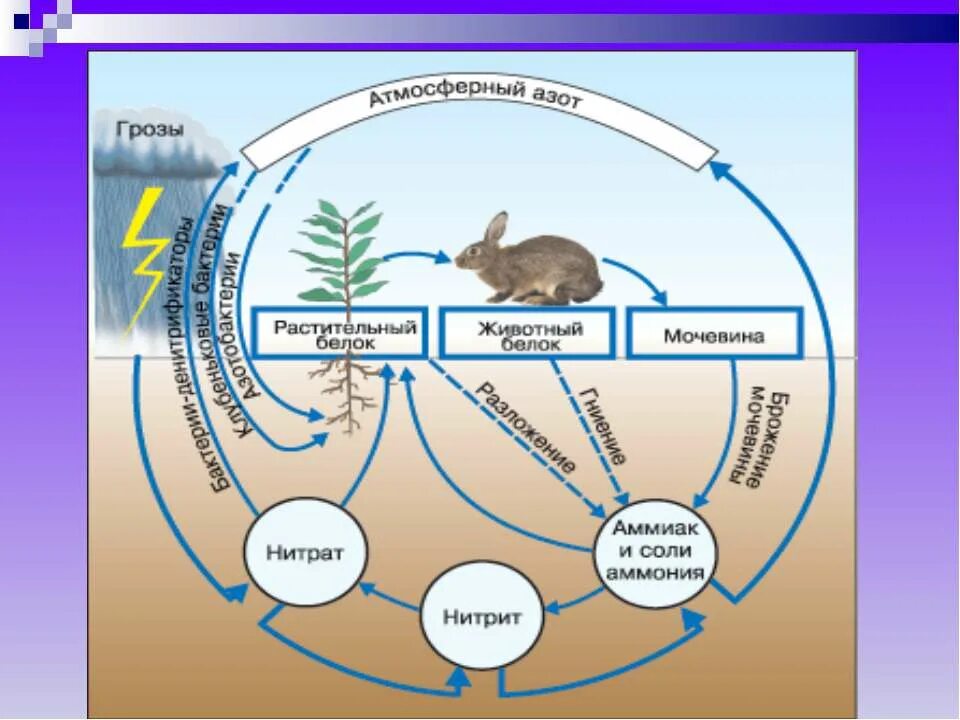 Азот в природе 9 класс. Круговорот азота в биосфере схема. Схема круговорот азота в природе 9. Круговорот азота в природе химия 9. Биологический круговорот азота.