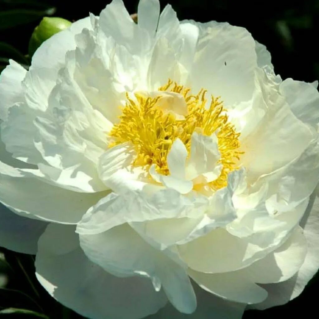Пион розэлетте paeonia roselette. Пион софт салмон. Пион ливингстон фарранд. Пион с серединкой. Пион с серединкой.