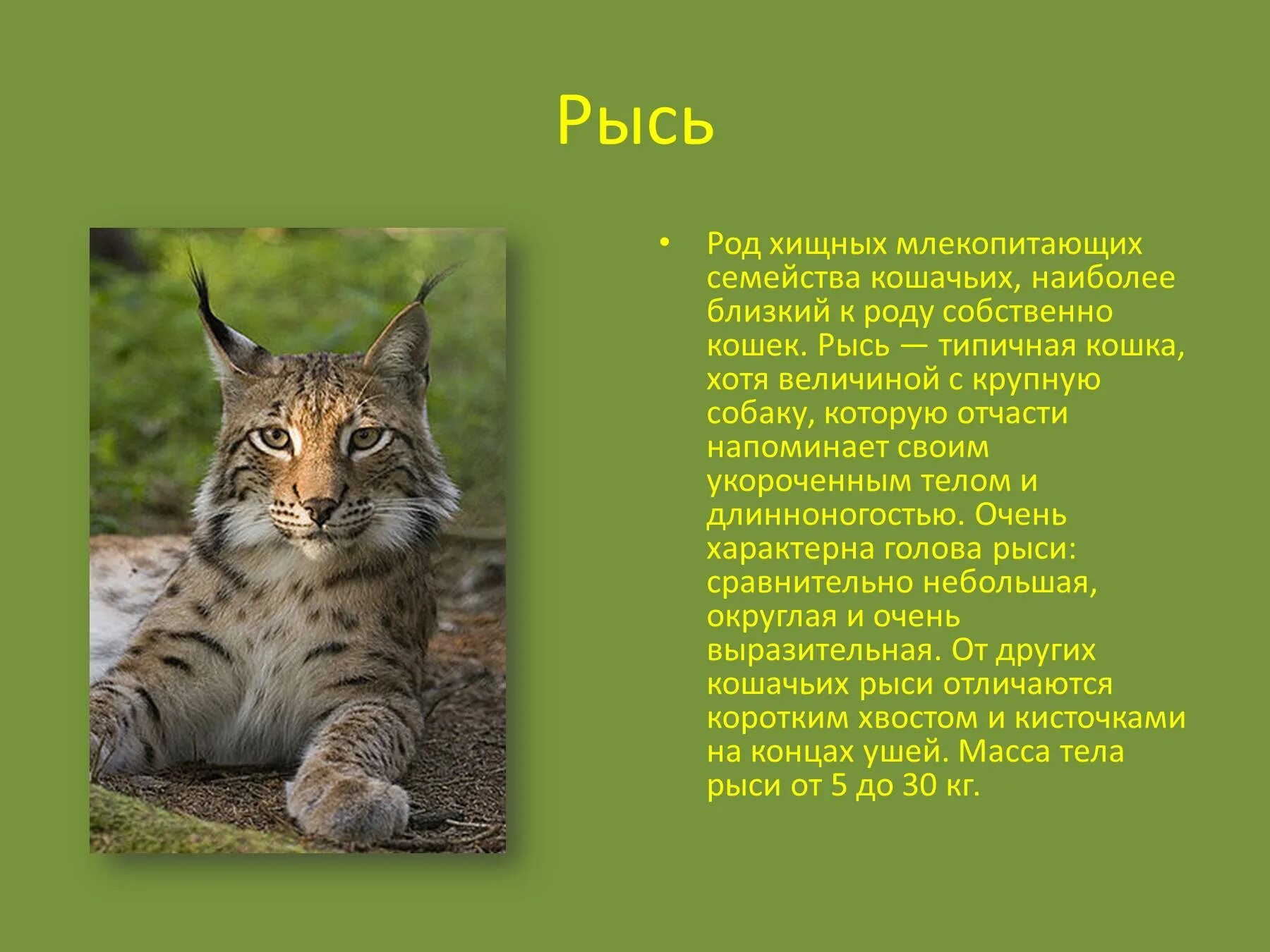 Содержание рыси. Рассказ о рыси. доклад про рысь. рассказ о рыси 4 класс. маленький доклад про рысь.
