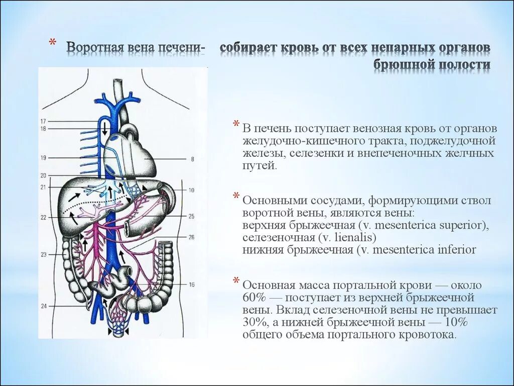 Воротная система печени анатомия. Нижняя брыжеечная Вена анастомозы. Воротная Вена отток крови.