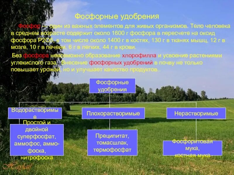 Фосфорные удобрения сообщение по химии. Фосфорные удобрения. фосфорные удобрения удобрения. фосфорные удобрения презентация. минеральные удобрения фосфорные презентация.