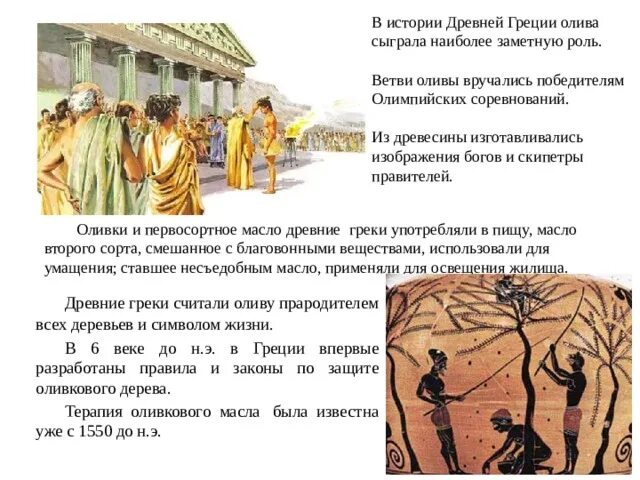 Бедственное положение земледельцев аттики. Разведение оливок и винограда. Оливковое масло в древней греции. Оливки и виноград в аттике. Виноград аттика.