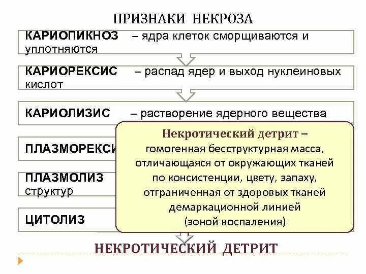 Кариопикноз это. Признаки некроза. Исходы некроза схема.