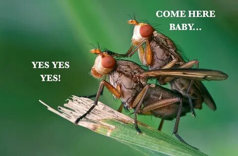 Love flies