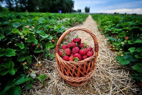 Strawberry picking