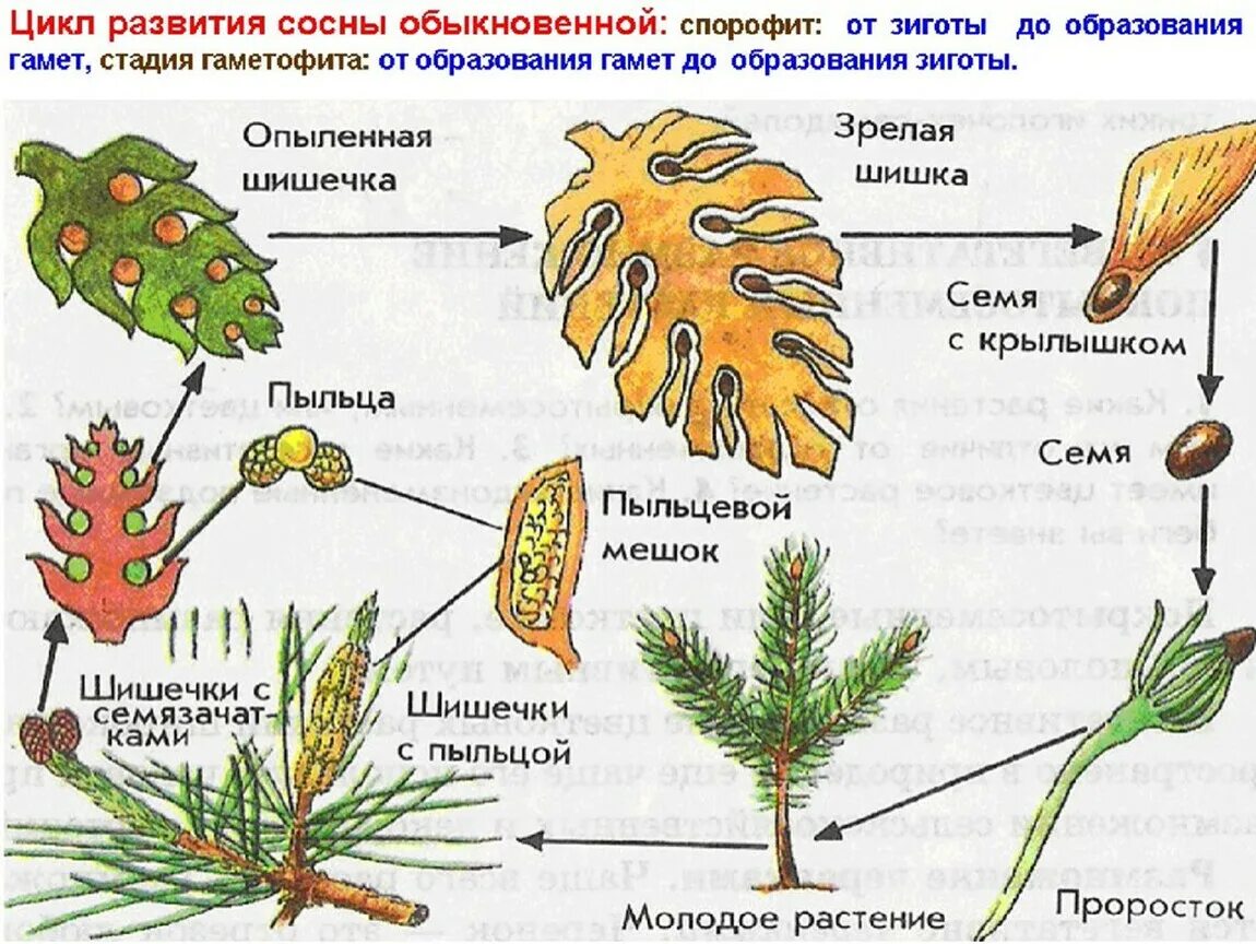 Строение хвои голосеменных растений. Строение шишек голосеменных растений. Размножение сосны обыкновенной. Голосеменные растения строение рисунок. Вегетативные органы ели