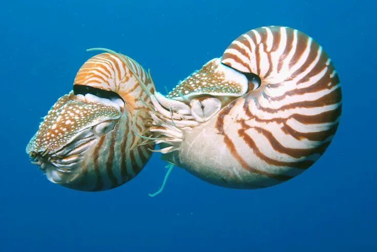 Common Nautilus Animal Database Fandom