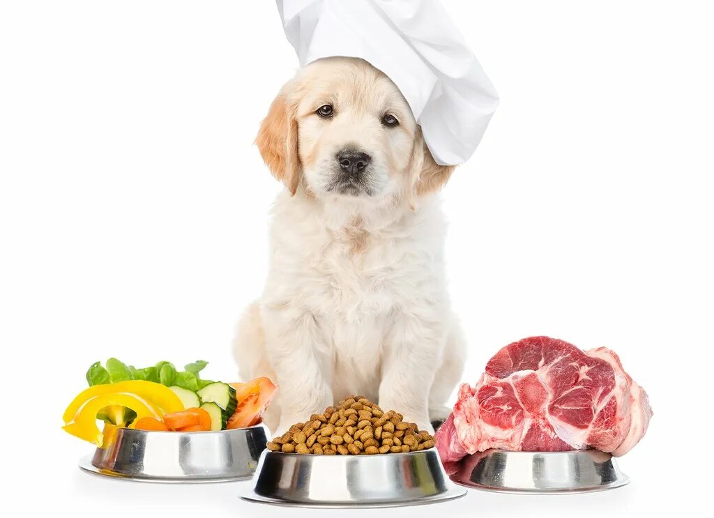 Питание собак. Еда для домашних животных. Корм для собак. Кормление собак.