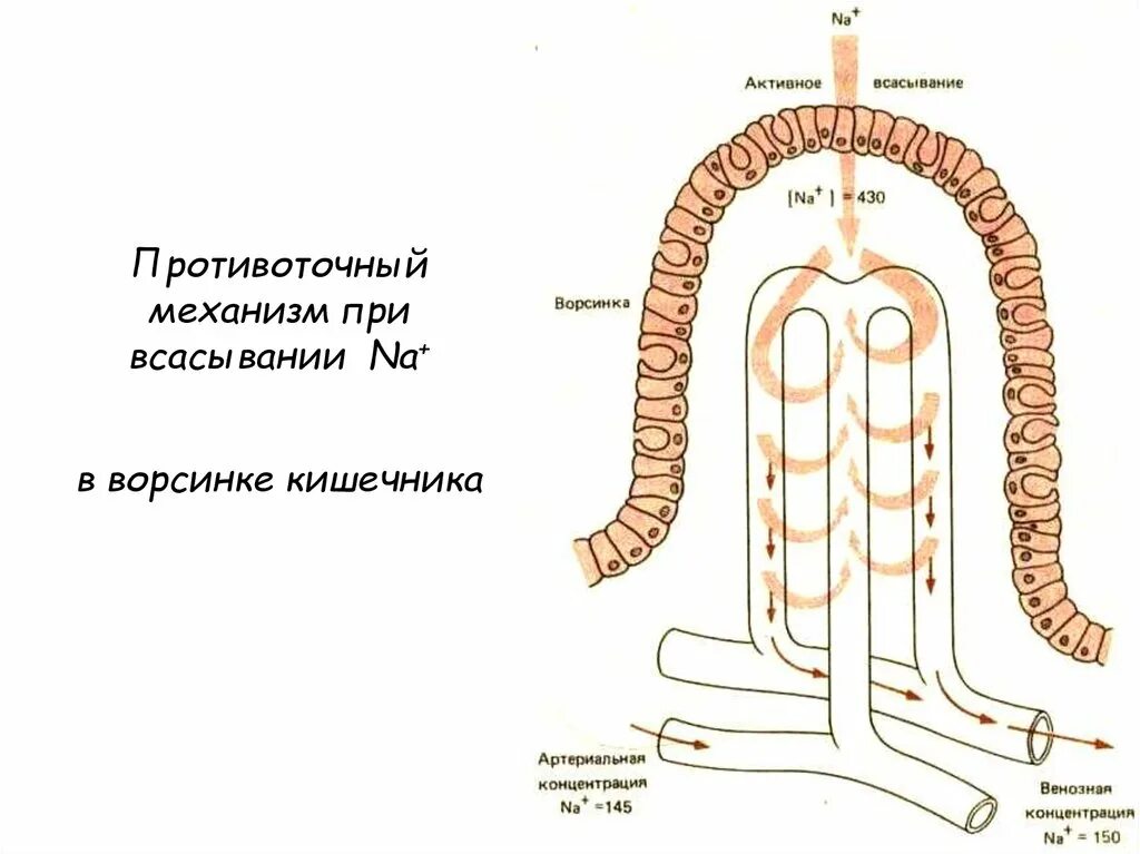 В ворсинках тонкого кишечника происходит. Ворсинки тонкого кишечника всасывание. Строение ворсинки тонкой кишки. Кишечник ворсинки всасывание. Строение кишечной ворсинки.