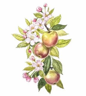 Яблоня символ