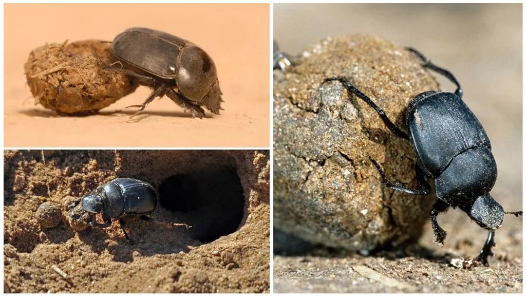 Мадагаскарский жук носорог. Жук носорог. Майский жук (хрущ майский). Жук-олень (lucanus cervus). Вильчаторогий жук носорог.