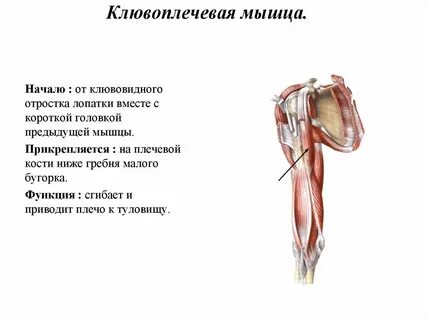 Клювовидно плечевая мышца