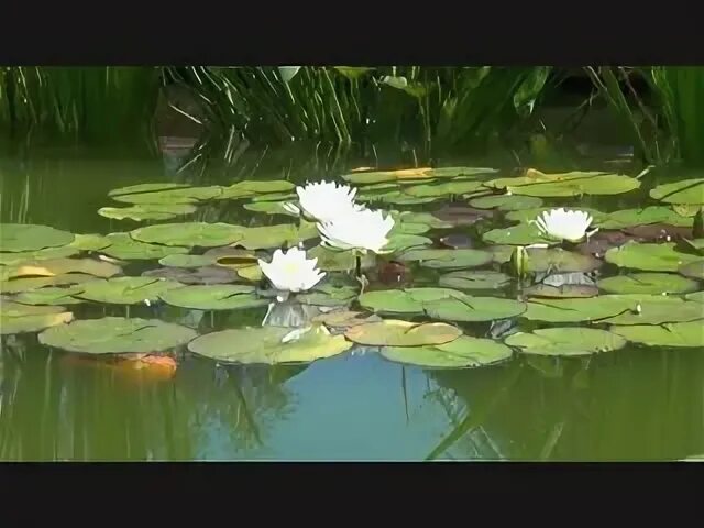 Река межевая утка. Река клязьма. Река клязьма солнечногорский район. Кувшинка клязьма растения. Растение клязьма.