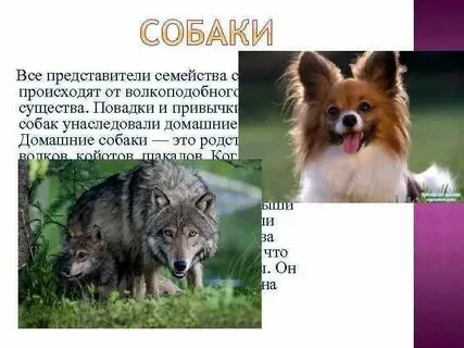 Какие повадки животных
