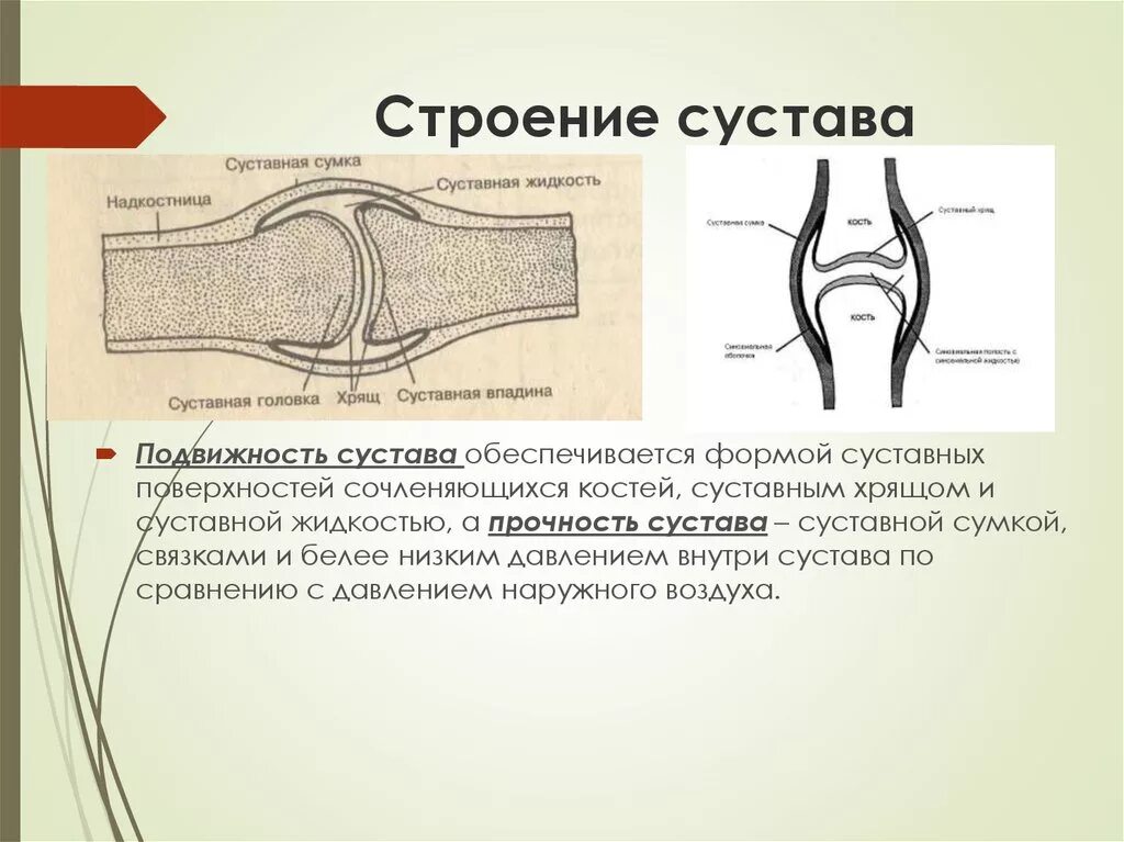 Какие структуры сустава обозначены цифрами. Строение сустава анатомия животных. Схематическое строение сустава. Зарисовать строение сустава. Строение сустава анатомия.