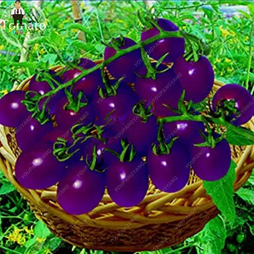 Помидоры фиолетовые сорта фото Pin by kuukkik on Fruits Tomato seeds, Planting vegetables, Growing organic toma