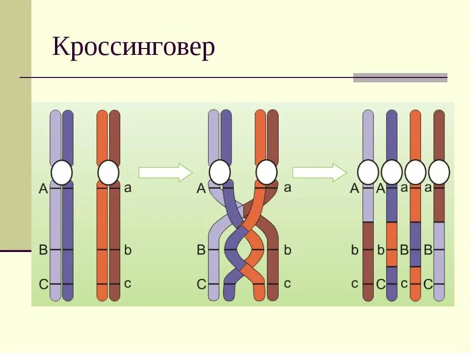 Обмен участками гомологичных хромосом в профазе. Сцепленные гены кроссинговер. Репликация конъюгация кроссинговер. Конъюгация и кроссинговер. Схема кроссинговера хромосом.