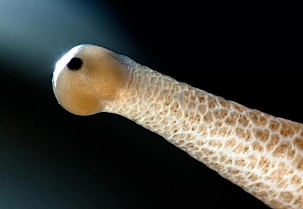 Виноградная улитка вторичноротая. Где находятся глаза у улитки. Радула виноградной улитки. Глазные щупальца улитки. Глаза улитки ахатины.