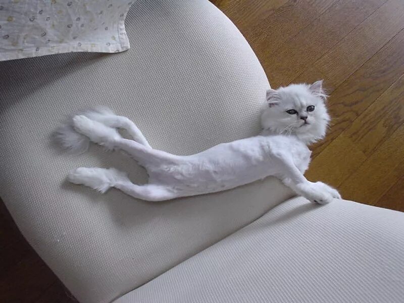 Побритая кошка. Стриженный белый кот. Стрижка котов. Смешные стрижки кошек. Брей ноги я в дороге