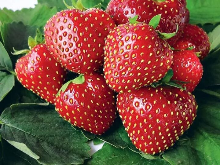 Рассада земляники садовой (клубники) сорта Кимберли: продажа, цена в Дубровно, Н