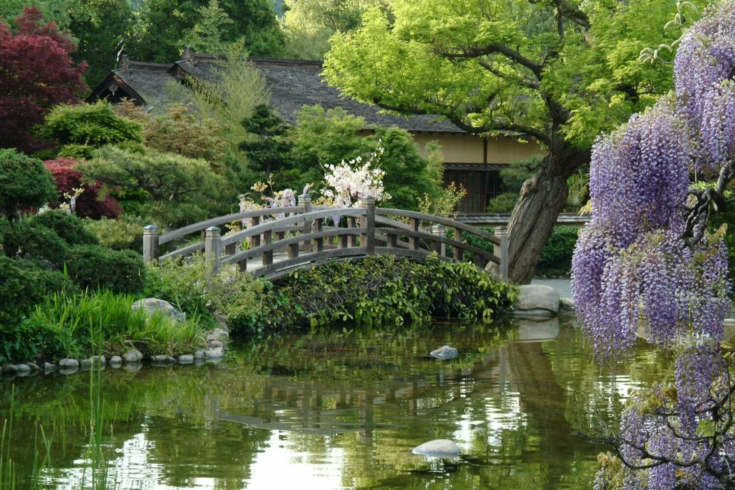 Ботанический сад Хаконе. Ландшафт парка Хаконе Япония. Hakone Gardens Саратога. Сады дзэнских монастырей в Японии. Японский парк сайт