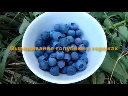 Как правильно выращивать голубику