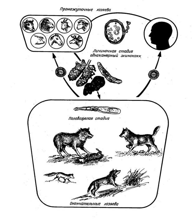 Можно ли считать человека промежуточным хозяином эхинококка. Личиночная стадия эхинококка. Эхинококк инвазионная стадия. Эхинококкоз инвазионная стадия. Echinococcus granulosus инвазионная стадия.