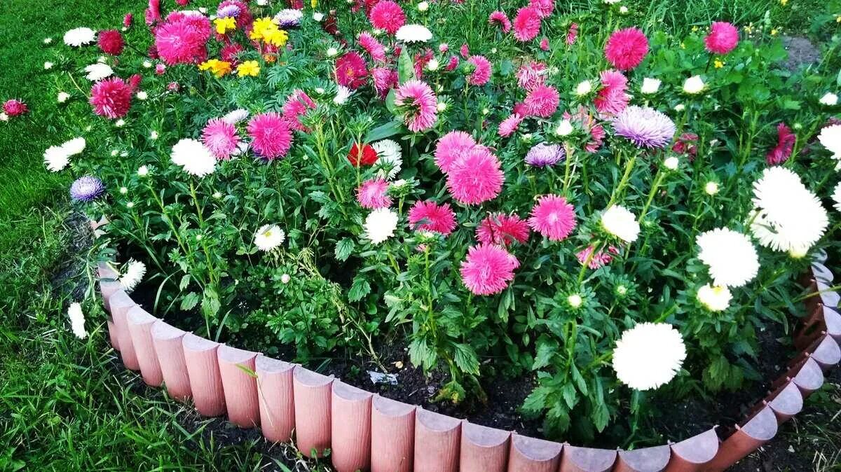 Астра однолетняя низкорослая. Астра однолетняя маргарита. Сею астры. Астра хризантема георгин. Астра многолетняя всходы.