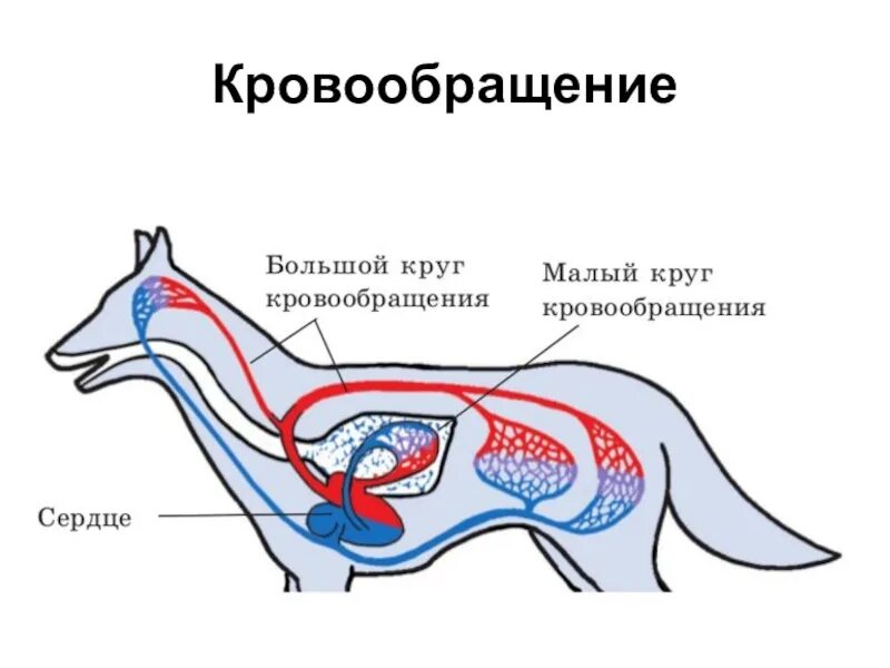 Сердце круги кровообращения животных. Схема строения кровеносной системы млекопитающих. строение кровеносной системы собаки схема. круги кровообращения собаки. схема строения кровеносной системы и сердца млекопитающих.