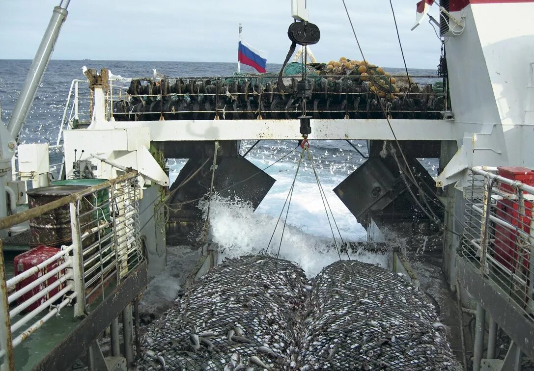 Мурманский рыбный флот. Рыбный промысел в Баренцевом море. Промысел трески в Баренцевом море. Траловый флот промысел рыбы в море. Мурманск промысел