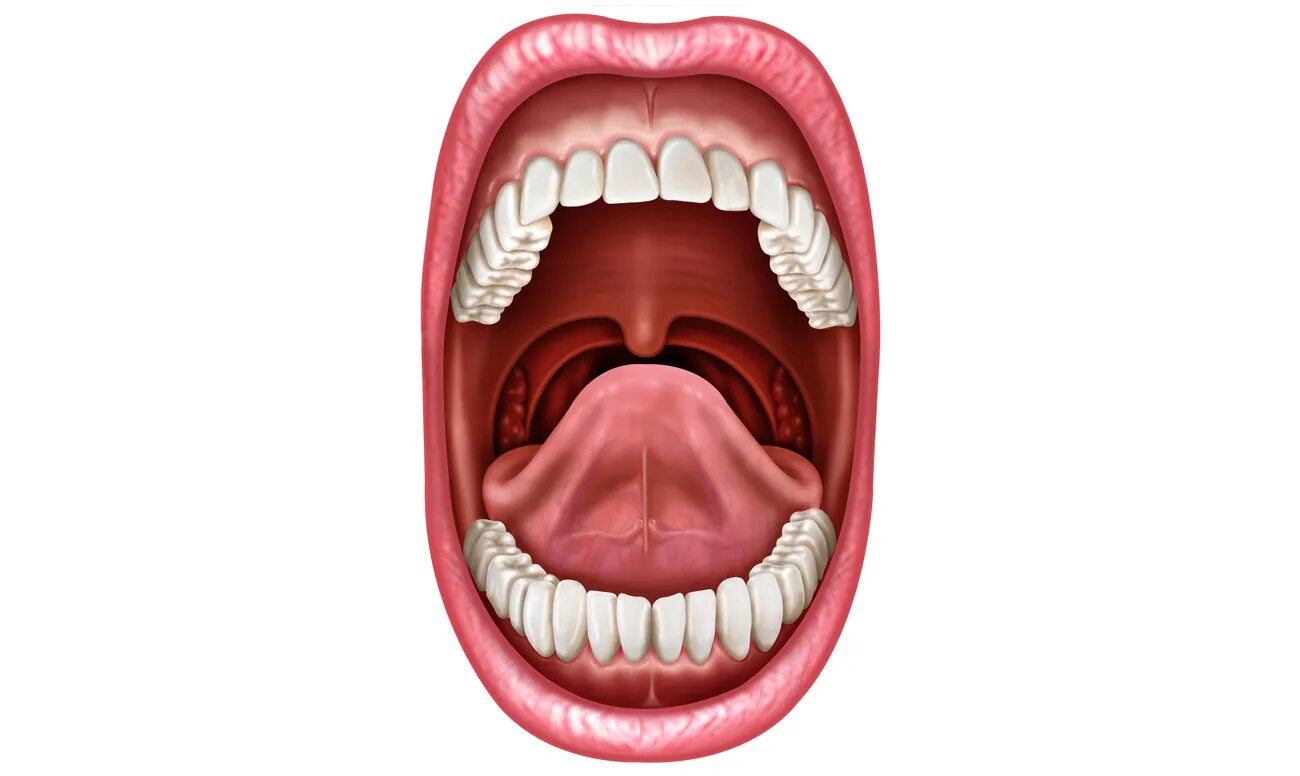 Мягкое небо ротовой полости. Твердое небо и мягкое небо. Ротовая полость твердое небо. Твердое и мягкое небо анатомия человека. Ротовая полость зубы человека
