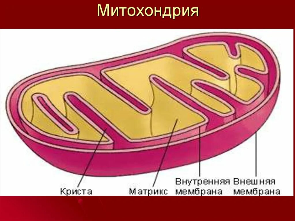 Митохондрии человека просто. Строение матрикса митохондрий. Кристы и Матрикс митохондрий. Строение митохондрии клетки. Митохондрии на схеме клетки.