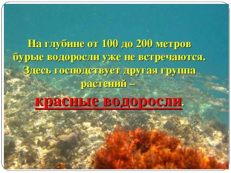 Красные водоросли глубина. Глубина обитания водорослей. Красные водоросли глубина обитания. Бурые водоросли глубина. Красные водоросли глубина обитания в воде.