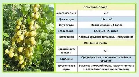 Крыжовник русский желтый описание отзывы садоводов урожайность
