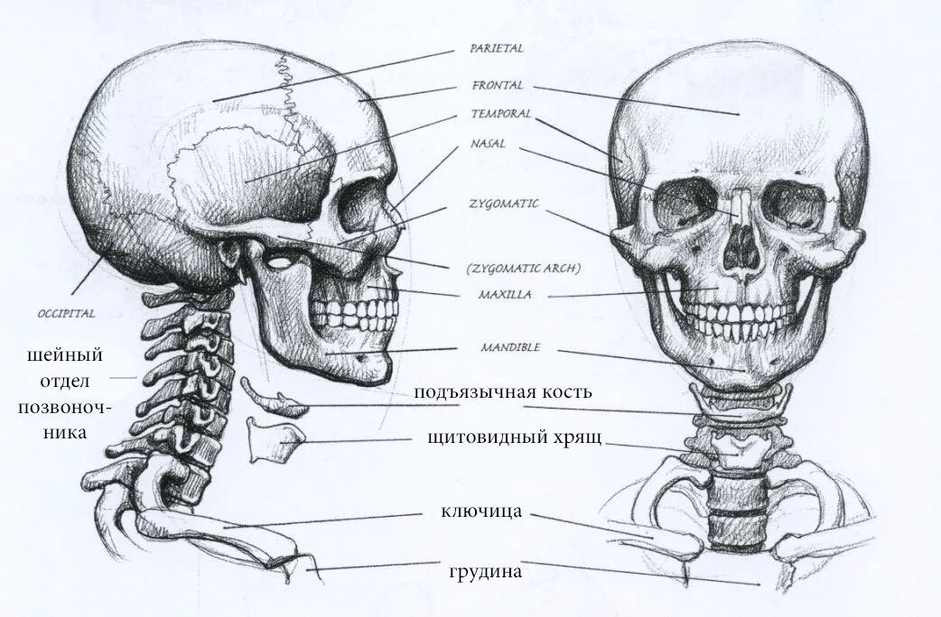 среднесагиттальный разрез головы человека. мимические мышцы головы кровоснабжают артерии. строение черепа человека анатомия мышцы. мышцы головы и шеи анатомия для художников. строение мозга в черепной коробке.