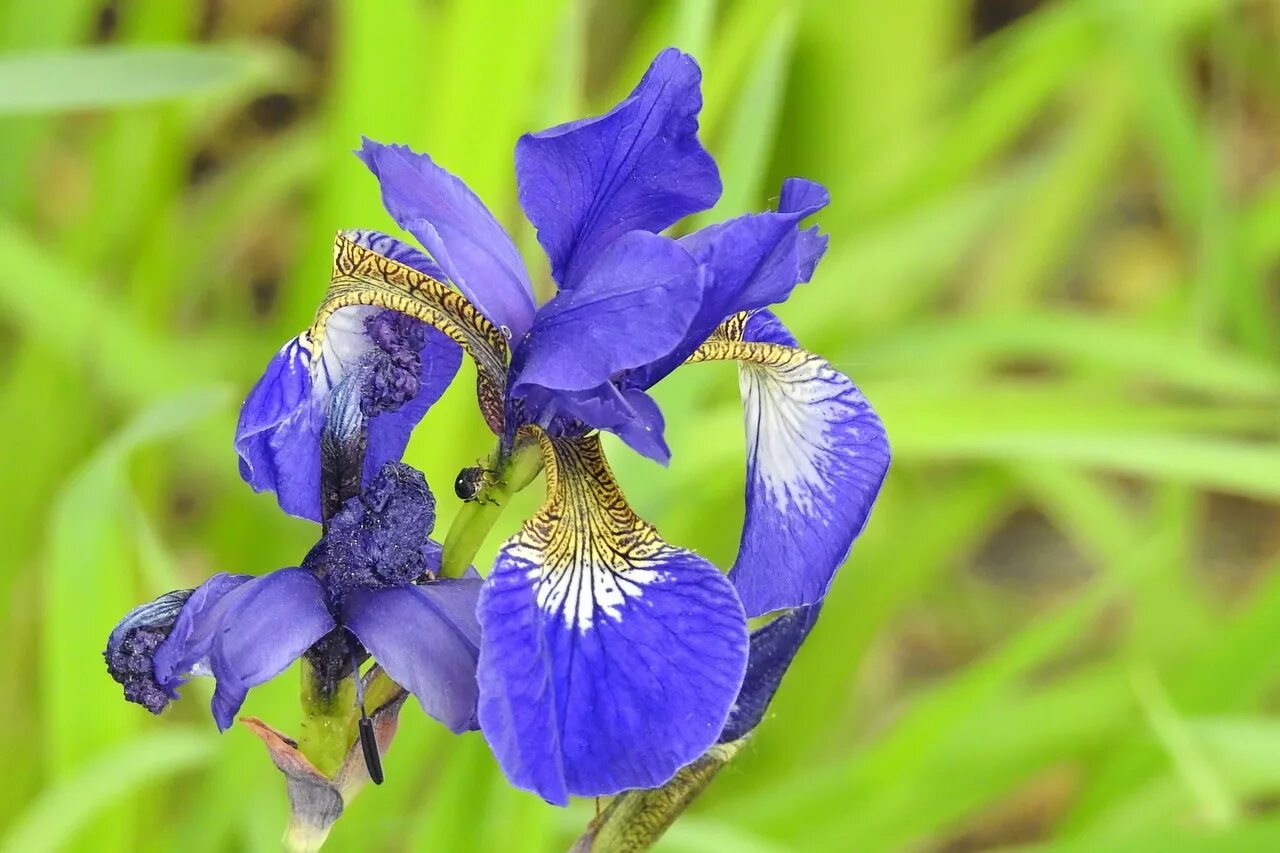 Ирисы цветы синие. Ирис блоссом. Ирис Блю Блум. Ирис Блю Айрис. Ирис Blue Bloom.