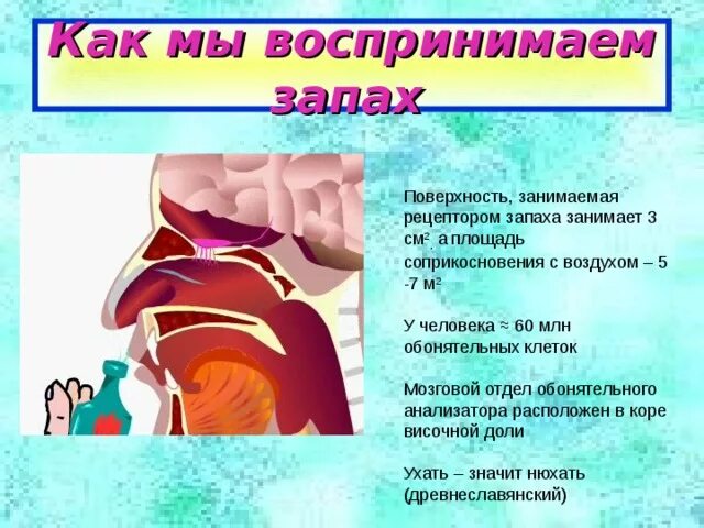 В какой момент человек воспринимает запахи. Как мы воспринимаем запахи. Основные запахи воспринимаемые человеком. Человек воспринимает запах. Запах воспринимают.