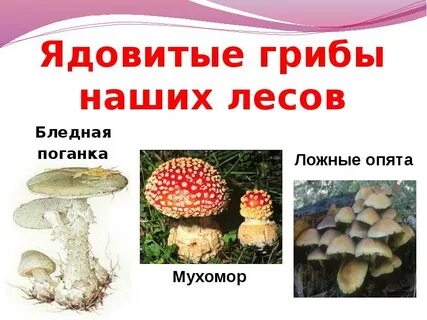 Ядовитые грибы обж 8 класс